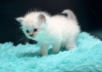 Everything You Need to Know About Ragdoll Kittens